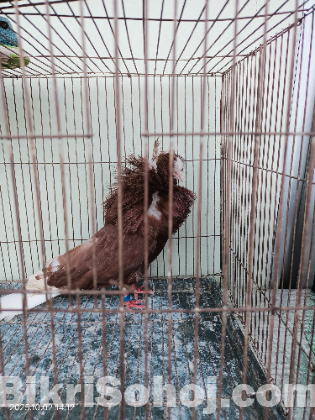 জ্যাকবীন কবুতর